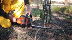 Best Storm Damage Tree Cleanup  in Ripley, OH