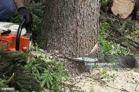 Best Firewood Processing and Delivery  in Ripley, OH