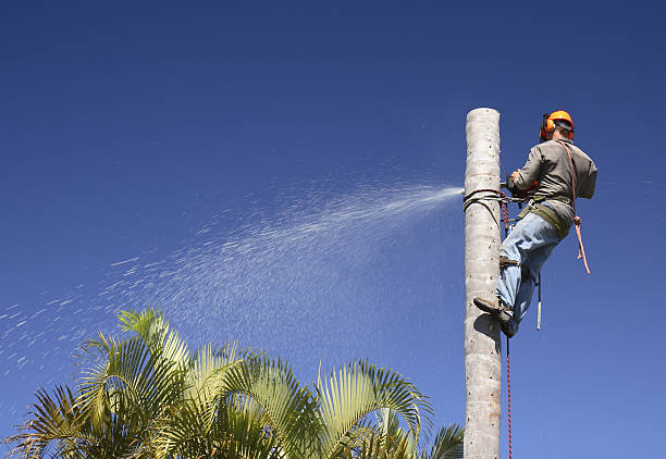 Best Lawn Pest Prevention  in Ripley, OH