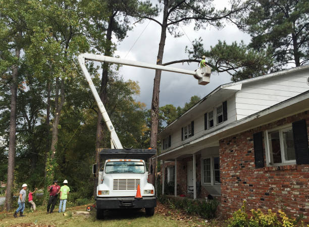 Leaf Removal in Ripley, OH