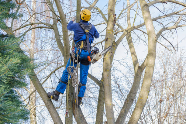 Best Lawn Pest Prevention  in Ripley, OH