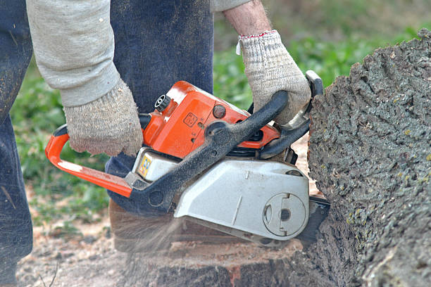 Best Arborist Consultation Services  in Ripley, OH
