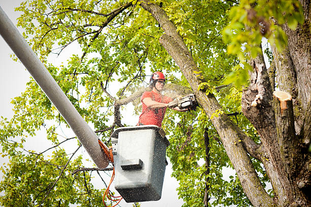 Best Root Management and Removal  in Ripley, OH