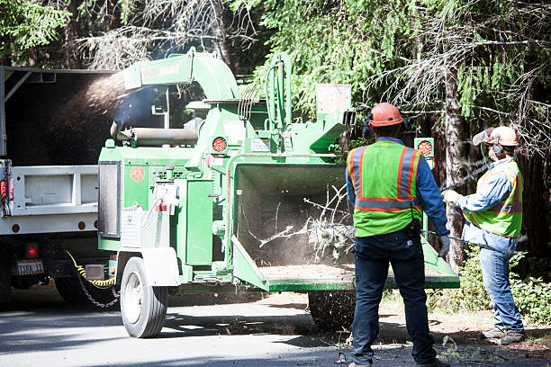 Best Hazardous Tree Removal  in Ripley, OH
