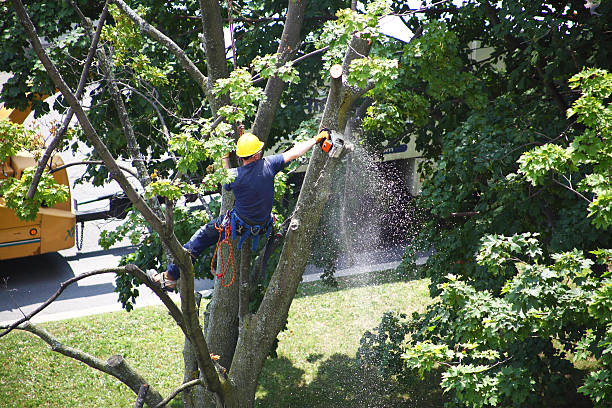 Best Leaf Removal  in Ripley, OH