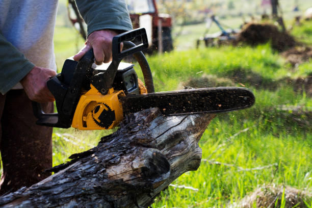 Best Emergency Tree Removal  in Ripley, OH