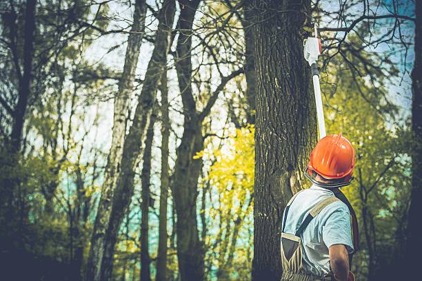 Best Tree Health Inspection  in Ripley, OH