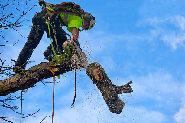 How Our Tree Care Process Works  in  Ripley, OH